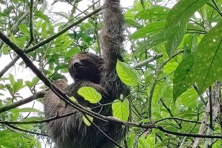 Sloth Discovery & Miravalles Hot Springs Day Tour from Tamarindo