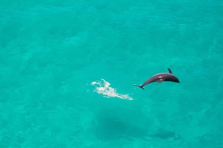 Full-Day Mnemba Snorkel, Turtle Swim & Sunset BBQ in Zanzibar