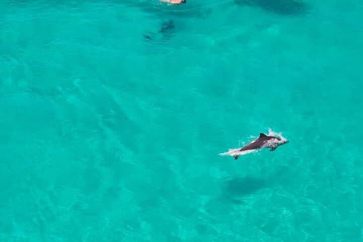 Full-Day Mnemba Snorkel, Turtle Swim & Sunset BBQ in Zanzibar photo 2