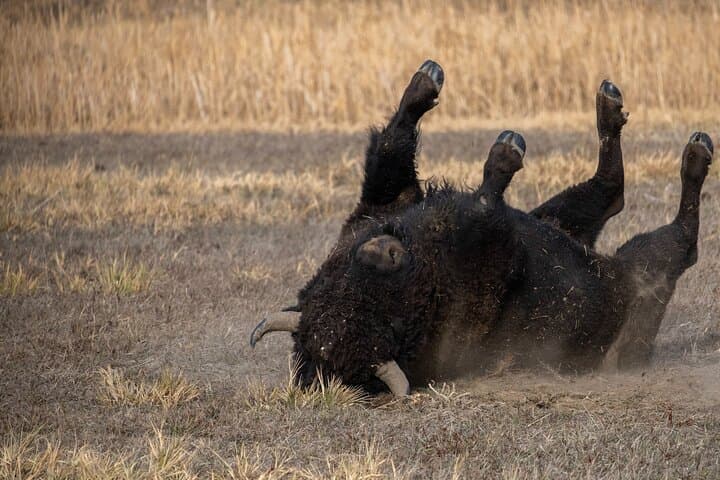 Roaming Bison Safari at Rocky Mountain Arsenal: Denver Wildlife Drive Experience photo 4
