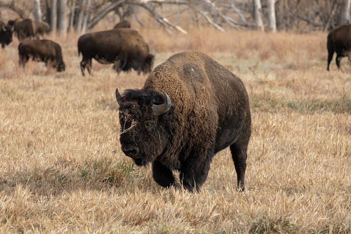 Roaming Bison Safari at Rocky Mountain Arsenal: Denver Wildlife Drive Experience photo 2