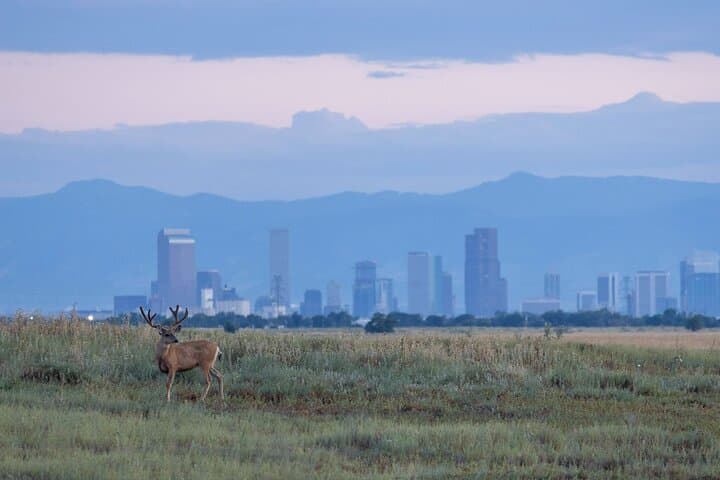 Roaming Bison Safari at Rocky Mountain Arsenal: Denver Wildlife Drive Experience photo 5