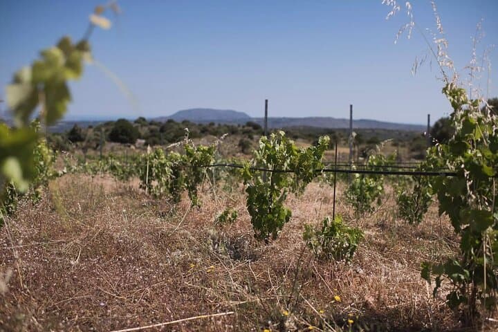 Kournas Lake, Olive Mill & Winery Half-Day Tour from Chania photo 4