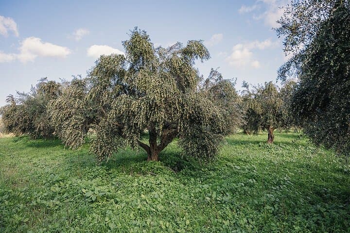 Kournas Lake, Olive Mill & Winery Half-Day Tour from Chania photo 5