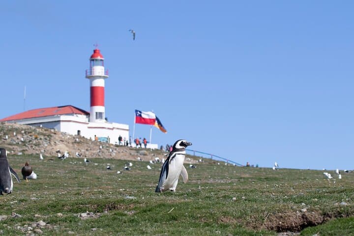 Private Penguin Safari to Magdalena Island — Punta Arenas Wildlife Charter