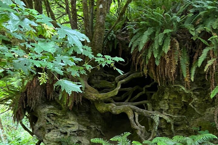Falls, Forts & Coastal Countryside: Fort Clatsop and Youngs River Falls Half-Day Tour photo 2