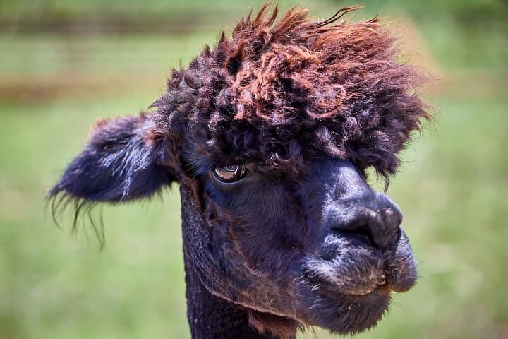 Alpaca Interaction and Wine Tasting at Grapetown Vineyard in Fredericksburg