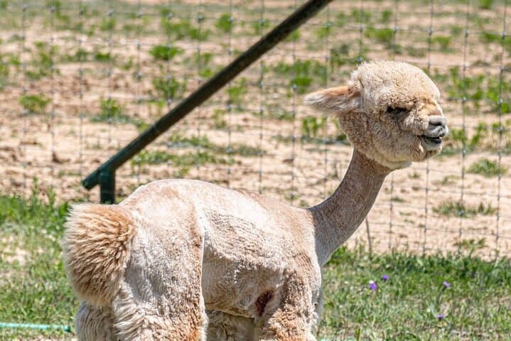 Alpaca Interaction and Wine Tasting at Grapetown Vineyard in Fredericksburg photo 2