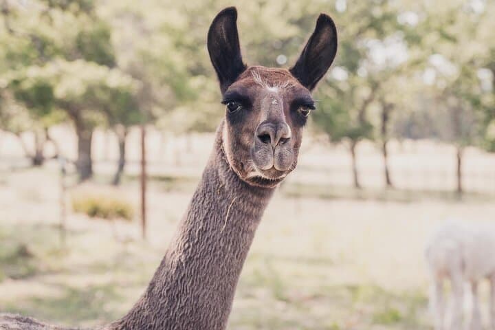 Alpaca Interaction and Wine Tasting at Grapetown Vineyard in Fredericksburg photo 3