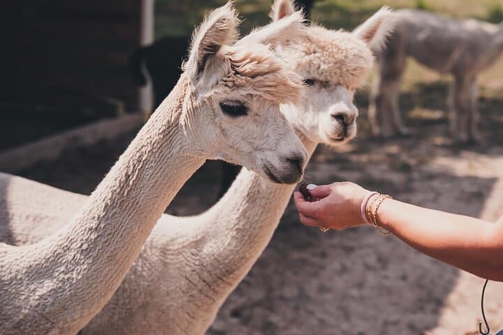 Alpaca Interaction and Wine Tasting at Grapetown Vineyard in Fredericksburg photo 4