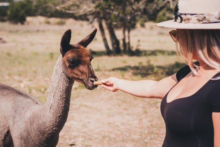 Alpaca Interaction and Wine Tasting at Grapetown Vineyard in Fredericksburg photo 5