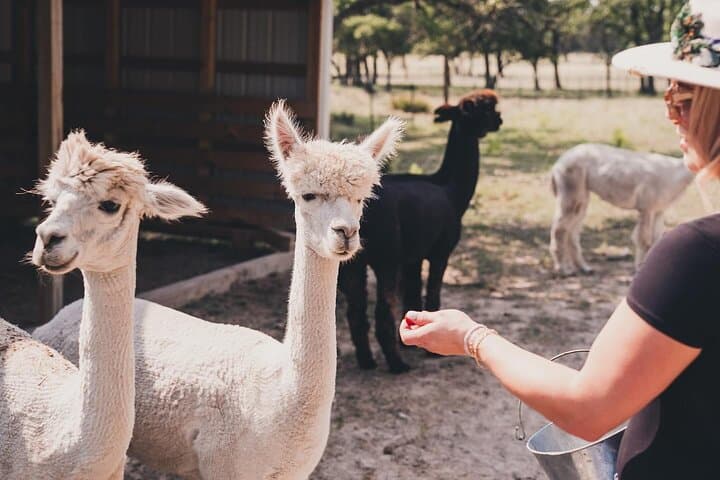 Alpaca Interaction and Wine Tasting at Grapetown Vineyard in Fredericksburg photo 6