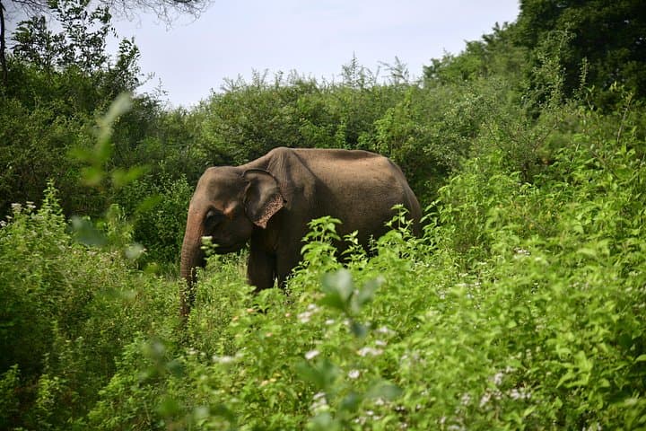Udawalawe National Park Safari: Elephant Encounters & Birding in Sri Lanka photo 1
