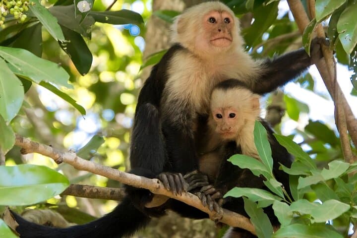 Nauyaca Falls Guided Hike: Rainforest Trails, Pools & Cerro de la Muerte Views photo 6