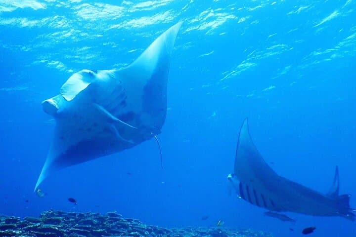Half-Day Private Scuba Charter in Ishigaki — Sea Turtles & Manta Rays photo 5