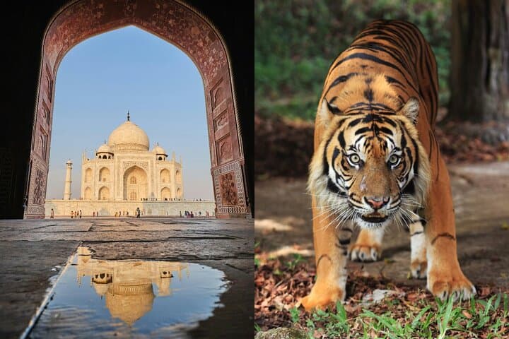 8-Day Golden Triangle & Ranthambore: Delhi, Agra, Ranthambore, Udaipur & Jaipur Private Tour