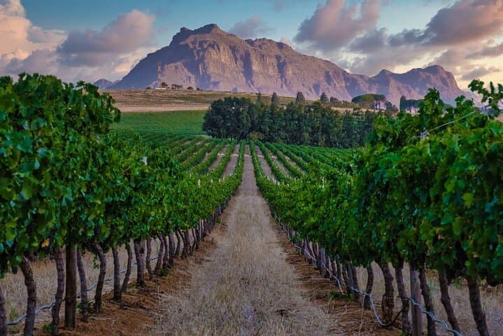 VIP Stellenbosch Wine Tour — Waterford, Delaire Graff, Tokara & Rust en Vrede photo 4