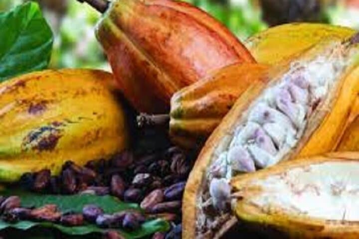 Bijagua Coffee, Cacao & Pineapple Farm Tour — Taste Río Celeste’s Coffee, Cacao & Pineapple photo 3