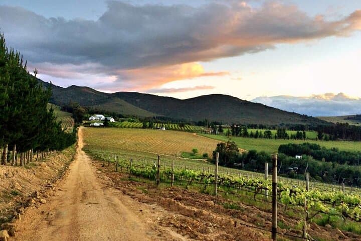 Full-Day Stellenbosch Winelands Private Wine Tour from Cape Town photo 6