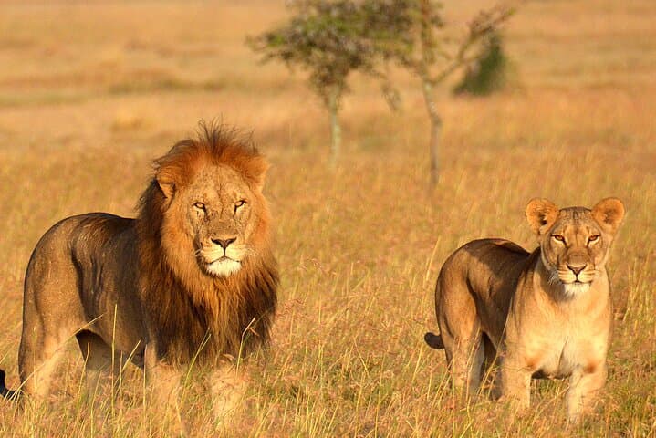 5-Day Midrange Safari: Tarangire, Serengeti & Ngorongoro Highlights