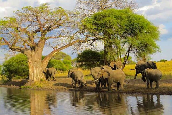 5-Day Midrange Safari: Tarangire, Serengeti & Ngorongoro Highlights photo 2