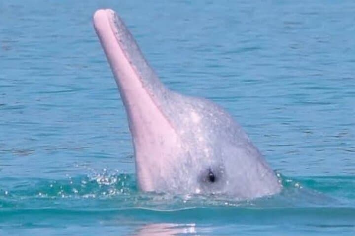 Koh Samui Pink Dolphins, Koh Tan Snorkel & Pig Island Day Trip photo 2