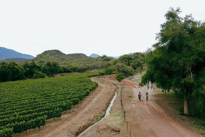 E-Bike Through Cafayate’s Pasacana: Vineyards, Birding & Ancient Royal Roads photo 6
