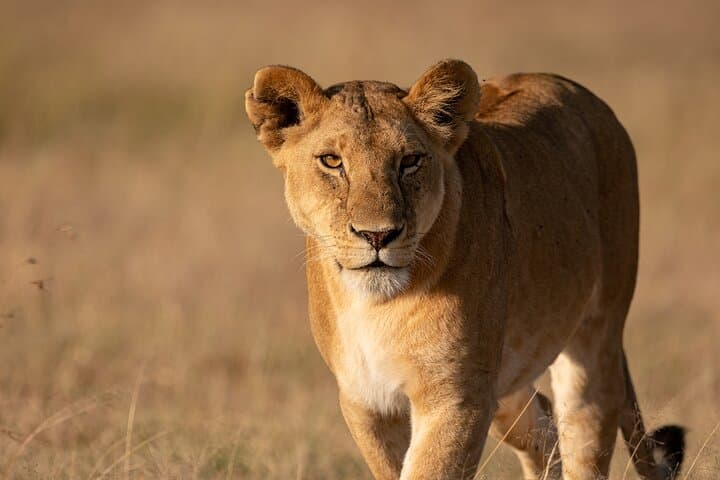 5-Day Midrange Safari: Tarangire, Serengeti & Ngorongoro Highlights photo 4