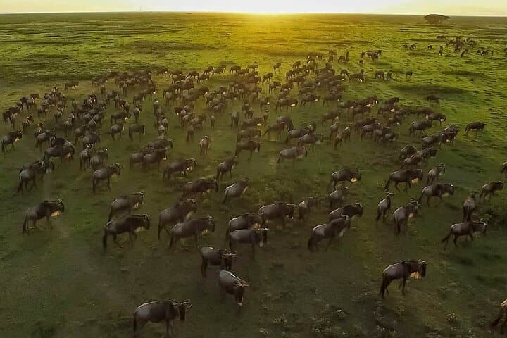 5-Day Midrange Safari: Tarangire, Serengeti & Ngorongoro Highlights photo 5
