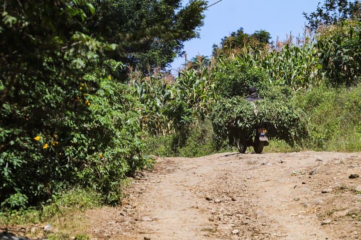 Rural Arusha Day Hike: Coffee Fields, Meru Villages & Kilimanjaro Views photo 3