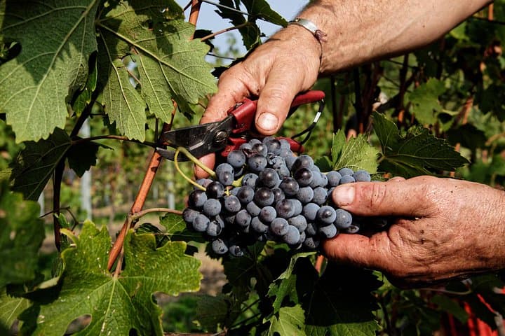 Pisa Siena San Gimignano and Chianti Flavors Day Trip from Florence photo 2
