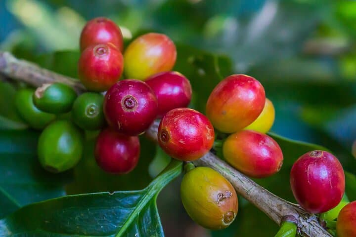 Monteverde Family Coffee Tour: From Plant to Cup in San Luis Valley