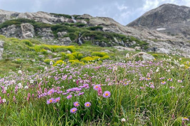 Crested Butte via Cottonwood Pass: Private Colorado Mountain Drive & Wildflowers photo 4