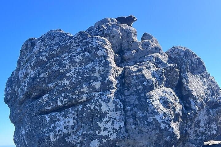 Half-Day Table Mountain Cable Car Tour — Cape Town Summit Views & Easy Summit Walks photo 6