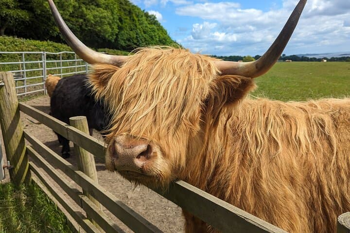 Stirling Castle, The Kelpies & Highland Cows: Private Shore Excursion with Whisky Tasting photo 5