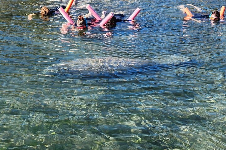 Crystal River Manatee Swim: Guided Snorkel Tours in Kings Bay