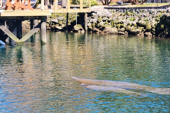 Crystal River Manatee Swim: Guided Snorkel Tours in Kings Bay photo 2