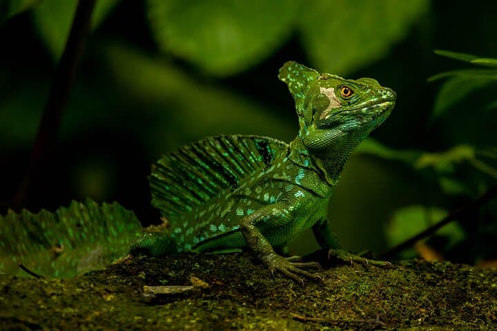Guided Tropical Forest Walk with Traditional Costa Rican Lunch near La Fortuna photo 1