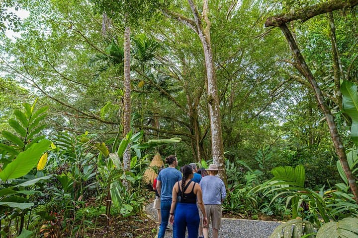 Guided Tropical Forest Walk with Traditional Costa Rican Lunch near La Fortuna photo 4