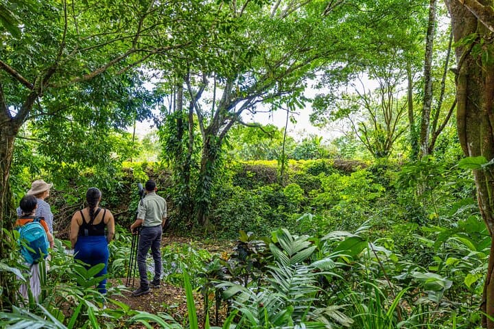 Guided Tropical Forest Walk with Traditional Costa Rican Lunch near La Fortuna photo 2