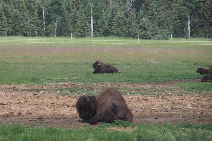 Yukon Wildlife Preserve: Half-Day Arctic Wildlife Viewing Tour from Whitehorse photo 4