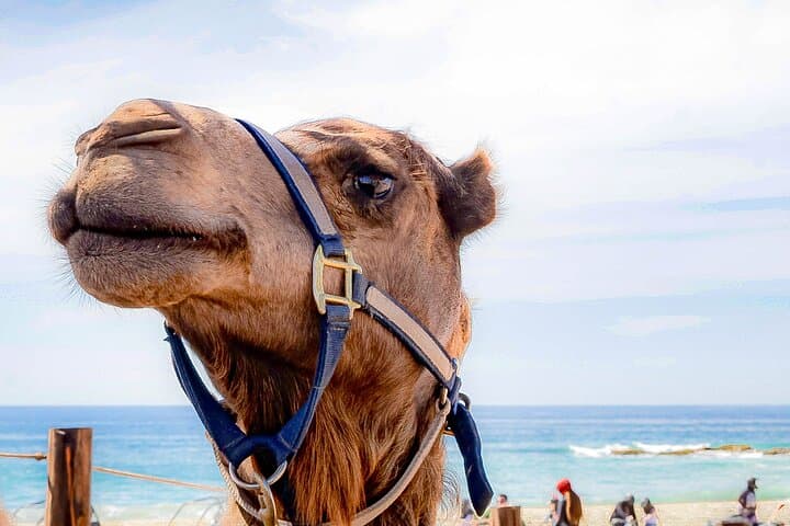 ATV and Camel Ride on Migriño Beach: Baja Dune Rush and Pacific Shore Camel Experience photo 4