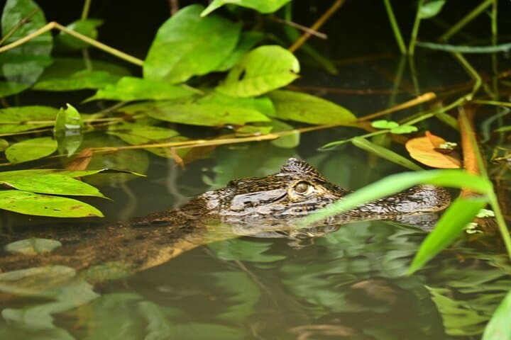 Adventure Canoe Tour in Tortuguero: Silent Canals & Wildlife Encounters photo 4