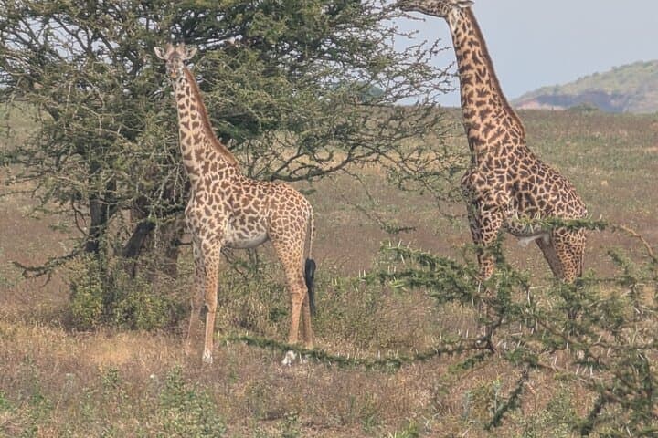 Ride Between Kilimanjaro and Meru: 2-Day Cycling Adventure from Moshi photo 2