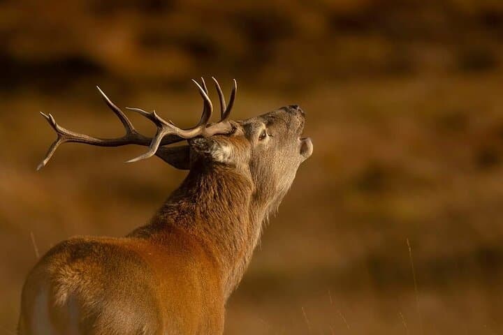 Vehicle-Based Wildlife Tours in Pairc, Isle of Lewis — Spot Eagles & Seals photo 1