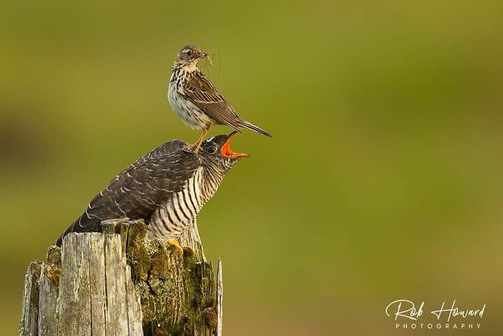 Vehicle-Based Wildlife Tours in Pairc, Isle of Lewis — Spot Eagles & Seals photo 2