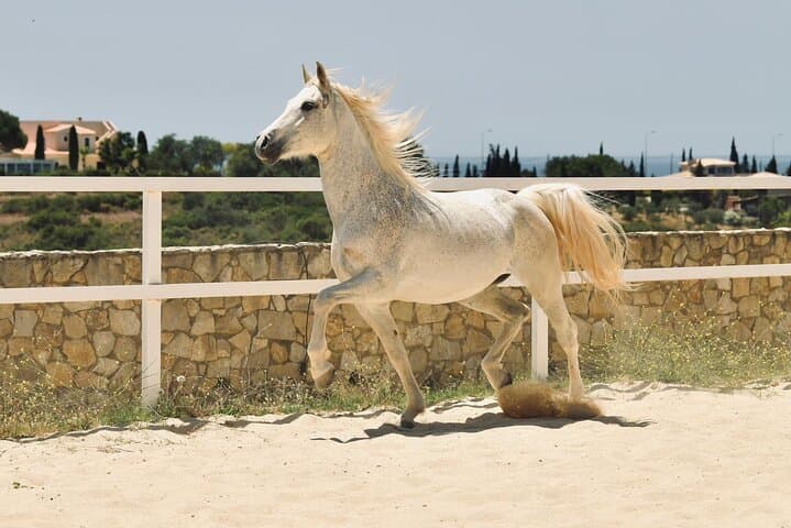 Horseback Riding the Cliffs of the Algarve: Ferragudo Coastal Trails photo 4