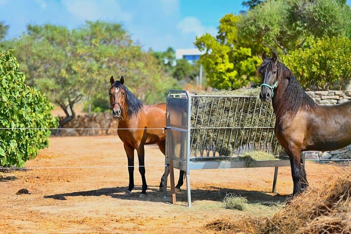 Horseback Riding the Cliffs of the Algarve: Ferragudo Coastal Trails photo 6