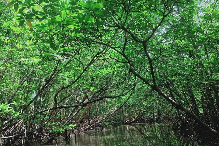 Bintan Mangrove & Fireflies Tour — Sebung River Eco Adventure photo 4