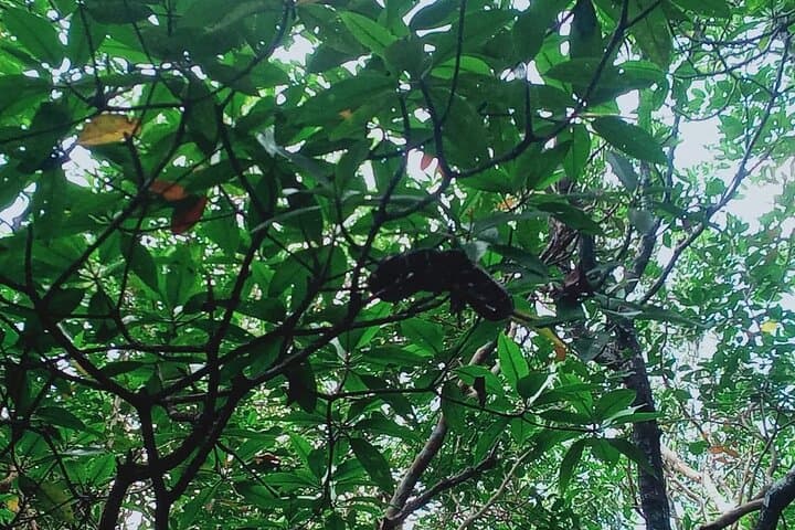 Bintan Mangrove & Fireflies Tour — Sebung River Eco Adventure photo 2